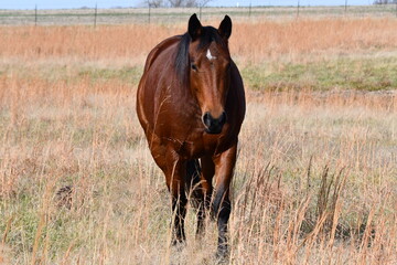 Wall Mural - Brown Horse