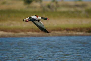 Wall Mural - Shelduck (Tadorna tadorna) flying against a blue lake background