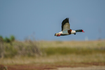 Wall Mural - Shelduck (Tadorna tadorna) flying against blue sky and green background