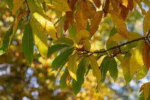 Castanea Sativa Sweet Chestnut Colorful Autumnal Tree Branches Full Of Beautiful Orange Yellow Green Leaves