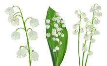 Lilly Of The Valley Flowers Isolated On White Background With Full Depth Of Field
