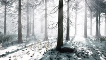 Mystical Winter Forest With Snow And Sun Rays Coming Through Trees