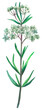 Whorled milkweed wildflower