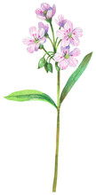 Virginia Spring Beauty Wildflower
