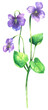 Common blue Violet wildflower