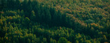 Fototapeta Las - Dark green forest landscape