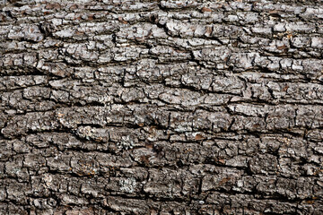 Canvas Print - bark of a tree