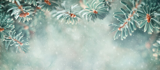 Wall Mural - beautiful blue fir tree branches in snowy forest. christmas and winter concept. soft focus. banner
