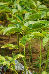 Naklejka na meble Amorphophallus oncophyllus (Also Amorphophallus, Iles-iles, Porang) with a natural background