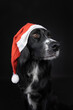 Christmas portrait of a black Irish Setter dog wearing a red Santa hat.