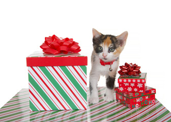 Wall Mural - Calico mix kitten wearing a red collar standing on present box next to stacked Christmas present boxes looking directly at viewer. Isolated on white. Animal antics.