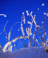 Wall Mural - Graeser im Winter