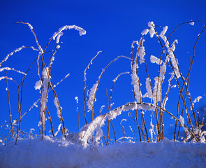 Canvas Print - Graeser im Winter