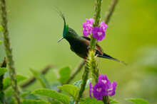 Wire-crested Thorntail - Discosura Popelairii Green Hummingbird With Long Crest And Long Sharp Tail, Bird On The Violet Flower And Green Background, From Colombia, Peru, Ecuador And Bolivia