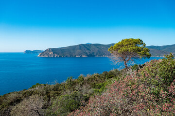 Wall Mural - Beautiful island of Elba in late summer