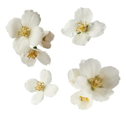 Wall Mural - Jasmine bloom. A beautifull white flower of Jasmine falling in the air isolated
