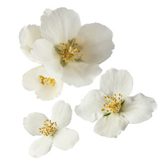 Wall Mural - jasmine bloom. a beautifull white flower of jasmine falling in the air isolated