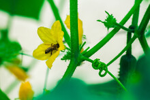 Five Petal Of Big Yellow Cucumber Flower. Bee On Flower