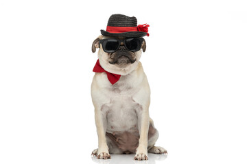 Wall Mural - beautiful pug dog wearing sunglasses with bow tie