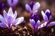 Closeup of blooming purple crocus flowers on a forest floor, nature is awakening after winter