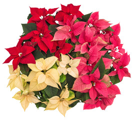 Sticker - Poinsettia flowers Christmas flower isolated white background