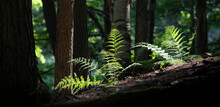 Forest Of Ferns