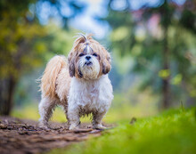 Shih Tzu Dog Stands On The Road In The Forest