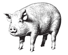 Pig Fat Realistic Hand Drawn Sketch.Livestock Vector.