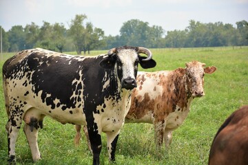 Sticker - cows in a field