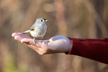 Tufted Titmouse Bird Eating Bird Seed Out Of Hand With Red Sweater In Fall