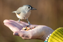 Tufted Titmouse Bird Eating Sunflower Seed Out Of Hand With Lime Green Sweater