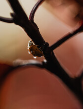 Close Up Of Wet Asian Lady Bug Beetle On A Tree Branch.