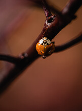 Close Up Of Wet Asian Lady Bug Beetle On A Tree Branch.