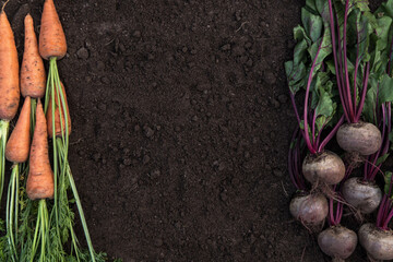 Wall Mural - Bunch of carrot and beetroot with tops on soil ground in garden, top view with copyspace. Organic bio vegetables background, autumn harvest
