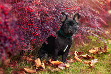 Black French Bulldog Sitting Under The Bush With Purple Autumn Foliage