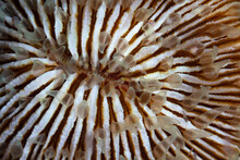 Detail Of The Mouth Of A Hard Mushroom Coral, Fungia Sp., Growing On A Coral Reef In Indonesia. This Type Of Coral Does Not Fuse Into The Substrate Even Though It Has A Calcium Carbonate Skeleton.