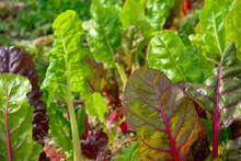 Large Healthy Pieces Of Green And Red Lettuce Greens Growing In A Garden On A Farm. It Has Vibrant Green Crispy Leaves. The Sun Is Shining On The Lush Fresh Vegetable Plants In A Row With Brown Dirt.