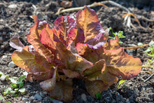 Tall Red Romaine Lettuce Leaves Grow Tall On Their Stalks. The Crop Has The Sun Shining On The Long Leaves. The Vegetable Is A Vibrant Purple With Green Farm Vegetables In The Background. 