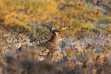 Sticker - White-tailed deer (Odocoileus virginianus) in autumn