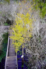 Poster - Landscape of Hillsborough river at Lettuce lake park	in autumn