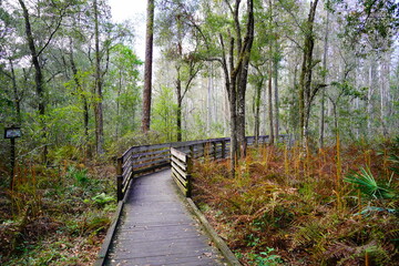 Poster - Landscape of Hillsborough river at Lettuce lake park	in autumn