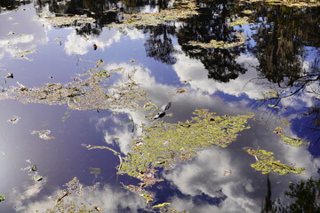 Canvas Print - Landscape of Hillsborough river at Lettuce lake park	in autumn