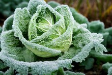 Close Up Of Cabbage Plant Covered In Frost, Growing Outside On A Cold Icy Day, On An Allotment In Winter