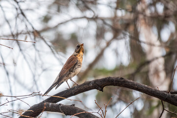 Fieldbird sits on a branch in spring with a blurred background.