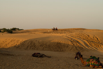 Wall Mural - Cameleer taking tourists on camel to watch sun rise, at Thar desert, Rajasthan, India. Dromedary, dromedary camel, Arabian camel, or one-humped camels are resting.