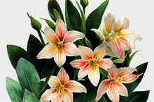 Watercolor Of Flowers, Hand Drawn Illustration Of Alstroemeria, Bright Floral Elements Isolated On A White Background.