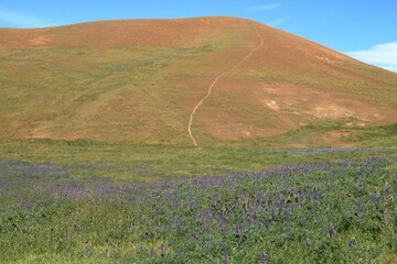 Poster - Arroyo Lupine wildflowers blooming at the base of a hill in San Ramon, California