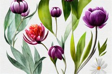 Hand Painted Floral Elements . Watercolor Botanical Illustration Of Eucalyptus, Tulip, Peony, Anemone Flowers And Leaves. Natural Objects Isolated On White Background