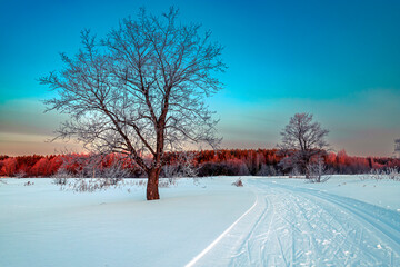 Winter landscape with forest, trees covered snow and sunrise. Winter morning of a new day.