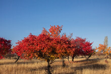 Trees With Red Leaves In Autumn, With Yellow, Withered Grass Against A Clear Blue Sky, At Dawn